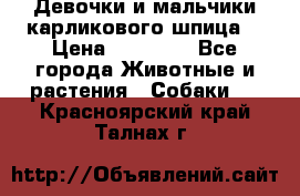 Девочки и мальчики карликового шпица  › Цена ­ 20 000 - Все города Животные и растения » Собаки   . Красноярский край,Талнах г.